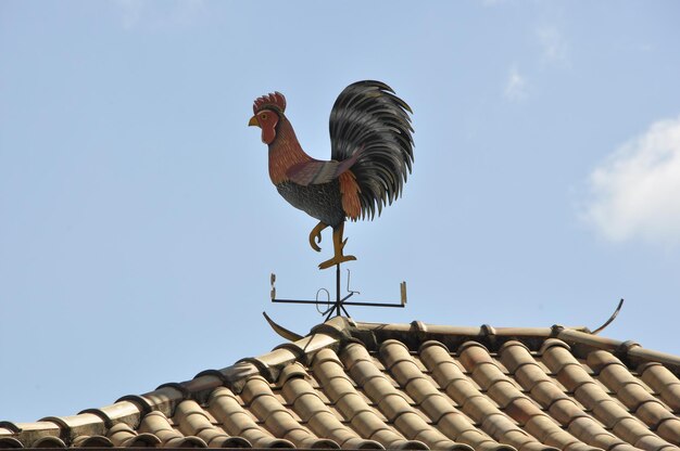 Lage hoek van een haan op het dak tegen de lucht