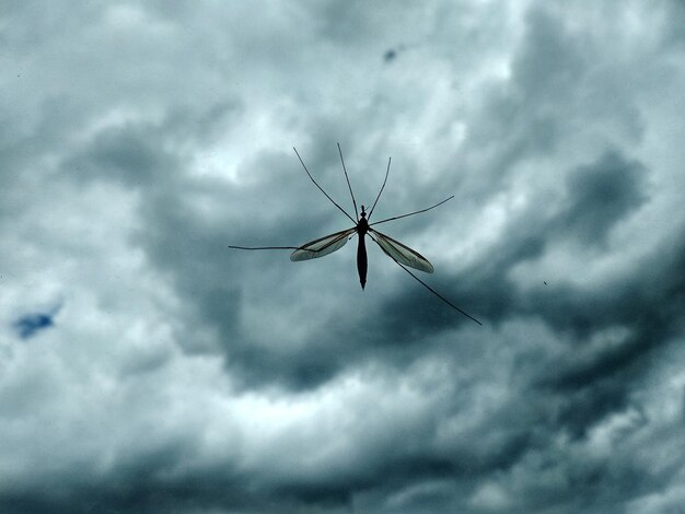 Foto lage hoek van een insect in de lucht