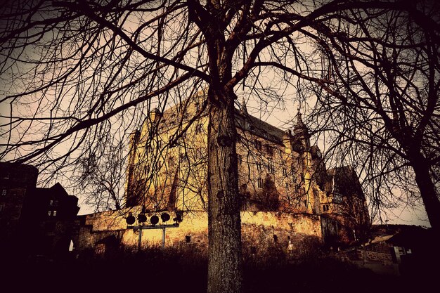 Foto lage hoek van een kale boom tegen het oude kasteel