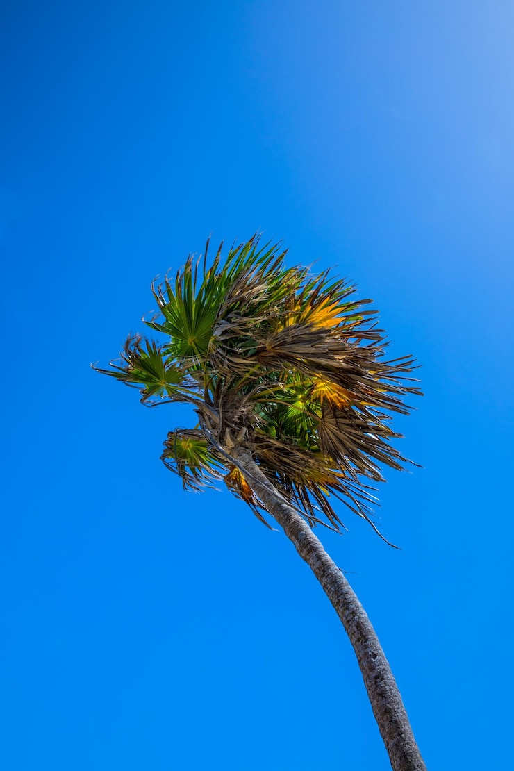 Foto lage hoek van een kokospalmboom tegen een heldere blauwe lucht