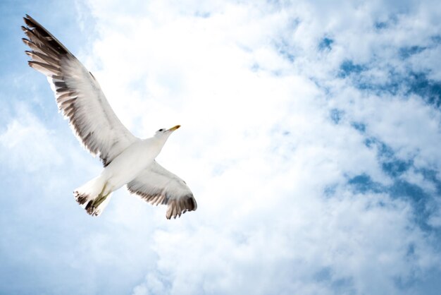 Foto lage hoek van een meeuw die in de lucht vliegt