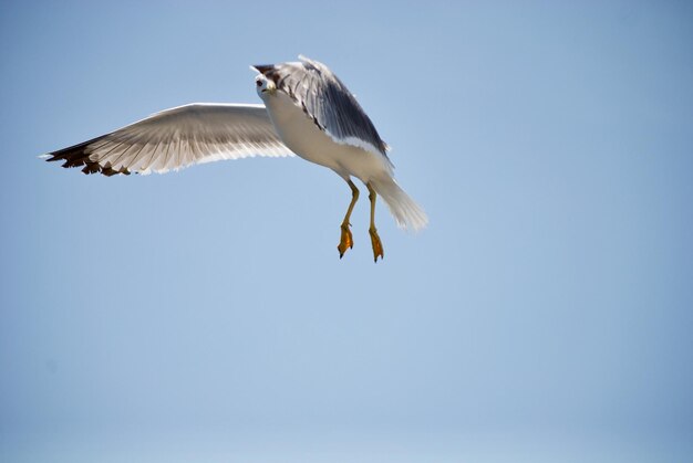 Foto lage hoek van een meeuw die in de lucht vliegt