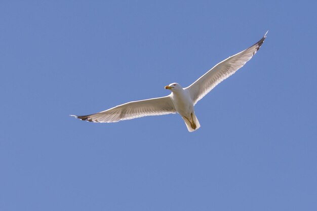 Foto lage hoek van een meeuw die in de lucht vliegt