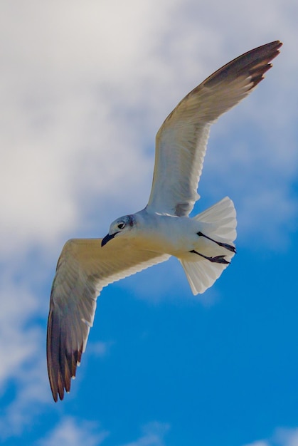 Foto lage hoek van een meeuw die in de lucht vliegt