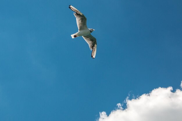 Lage hoek van een meeuw die in de lucht vliegt