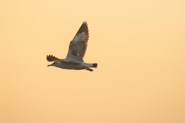 Foto lage hoek van een meeuw die in de lucht vliegt