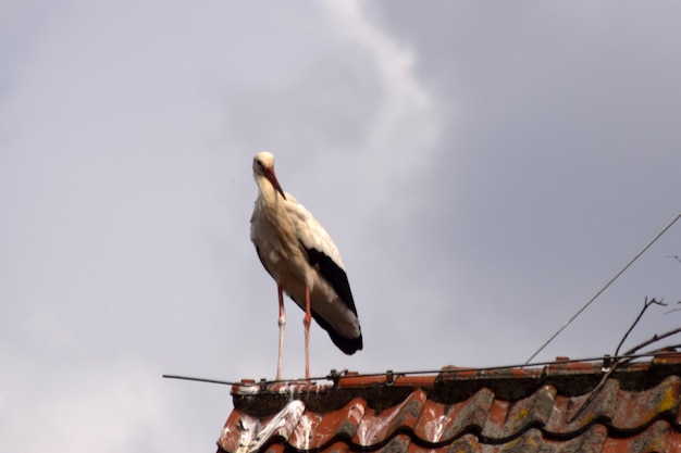 Foto lage hoek van een meeuw die op een dak tegen de lucht zit