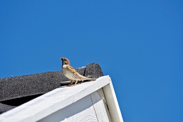 Lage hoek van een meeuw die op een dak zit tegen een heldere lucht