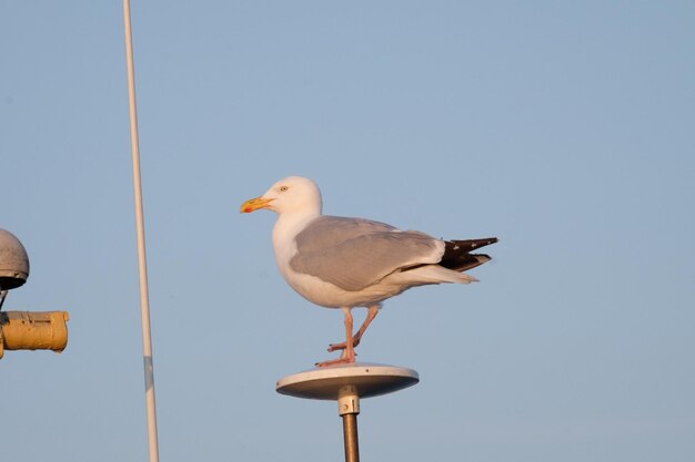 Foto lage hoek van een meeuw die op een paal zit tegen een heldere lucht