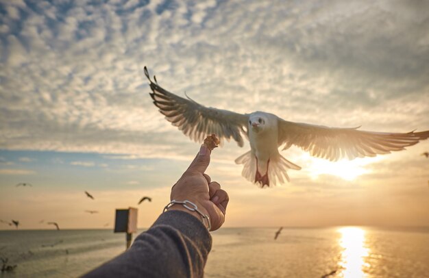 Lage hoek van een meeuw die over de zee vliegt tegen de lucht