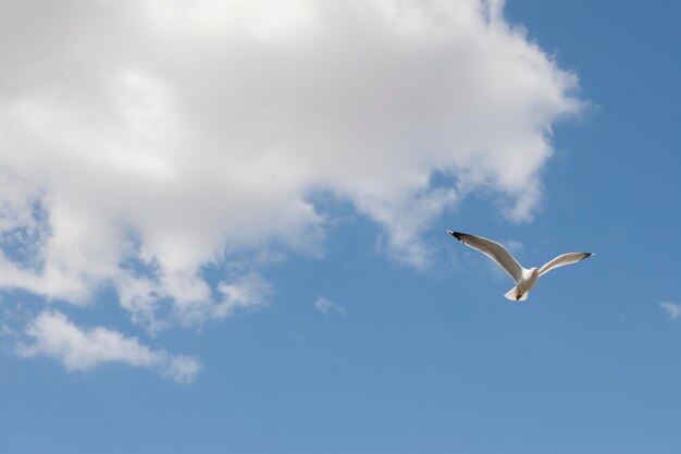 Foto lage hoek van een meeuw die tegen de lucht vliegt