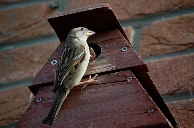 Lage hoek van een mus met een jonge vogel op het vogelhuis