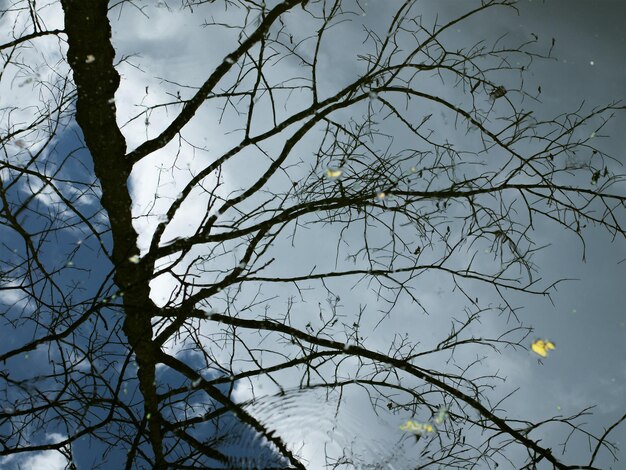 Foto lage hoek van een naakte boom tegen de lucht