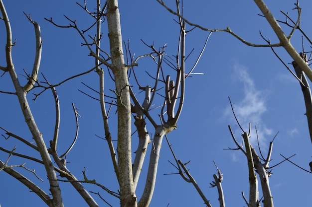 Foto lage hoek van een naakte boom tegen een blauwe hemel