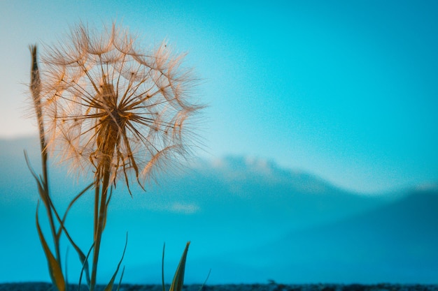 Foto lage hoek van een paardenbloem tegen een blauwe hemel