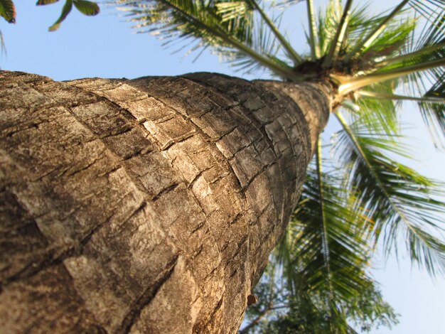 Lage hoek van een palmbom die tegen de lucht groeit