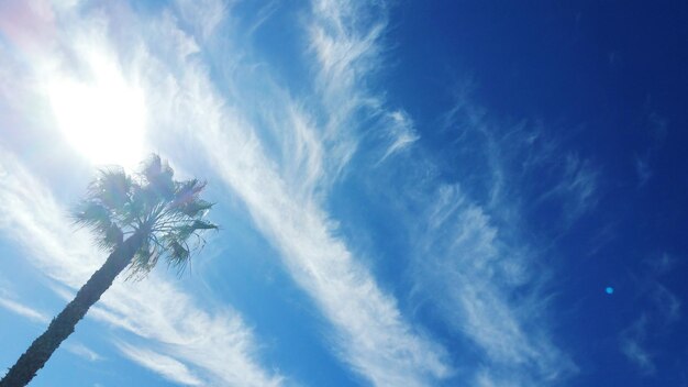 Foto lage hoek van een palmboom tegen de lucht