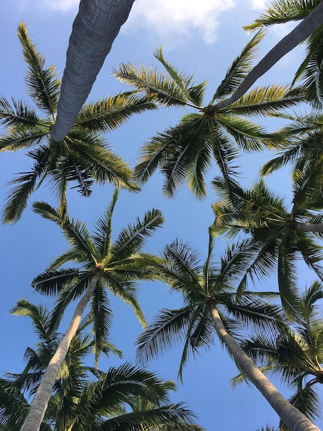 Lage hoek van een palmboom tegen de lucht