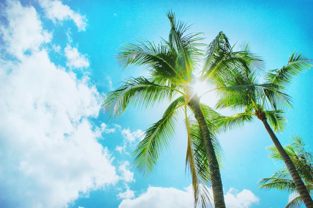 Lage hoek van een palmboom tegen een blauwe lucht