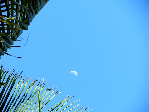 Lage hoek van een palmboom tegen een blauwe lucht