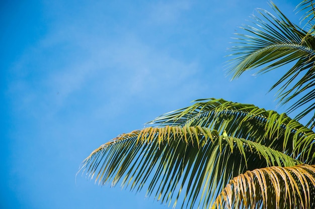 Lage hoek van een palmboom tegen een blauwe lucht