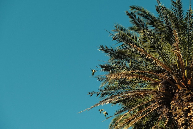 Lage hoek van een palmboom tegen een blauwe lucht