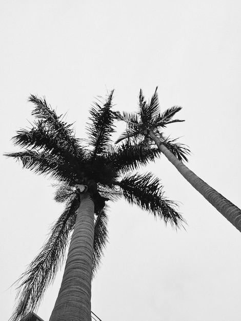 Foto lage hoek van een palmboom tegen een heldere lucht