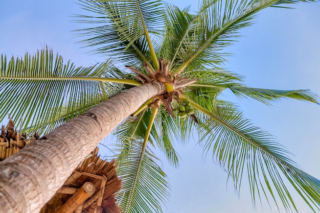Foto lage hoek van een palmboom tegen een heldere lucht