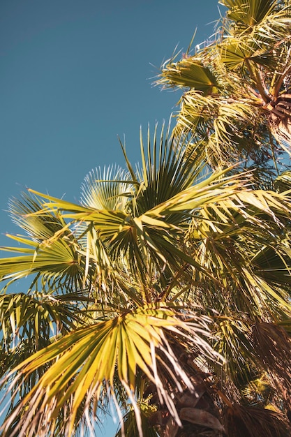 Foto lage hoek van een palmboom tegen een heldere lucht