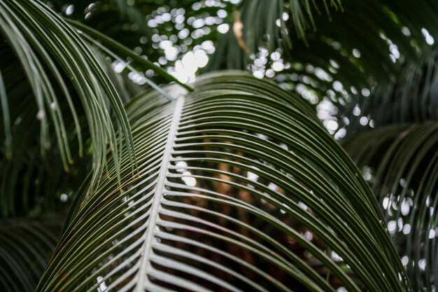 Foto lage hoek van een palmboom