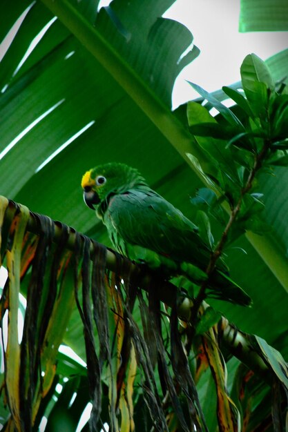 Foto lage hoek van een papegaai die op een plant zit