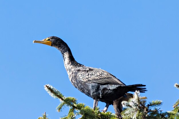 Foto lage hoek van een pauw tegen een heldere blauwe lucht