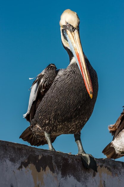 Foto lage hoek van een pelikaan die op een dak tegen de lucht zit