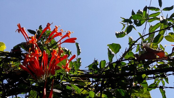 Foto lage hoek van een rode bloem die bloeit tegen een heldere lucht