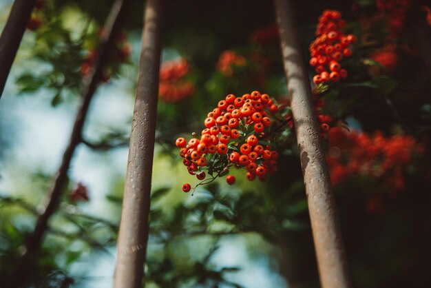 Foto lage hoek van een rood bloeiende plant