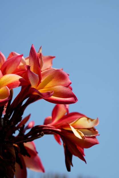 Foto lage hoek van een roze bloeiende plant tegen een blauwe lucht