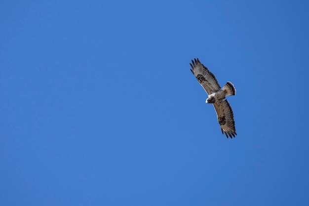 Lage hoek van een ruwe-been buizerd die vliegt in een heldere blauwe lucht