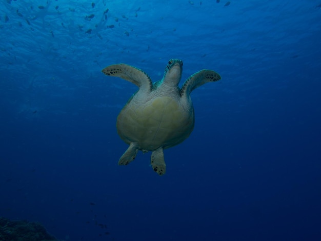Lage hoek van een schildpad die in de zee zwemt