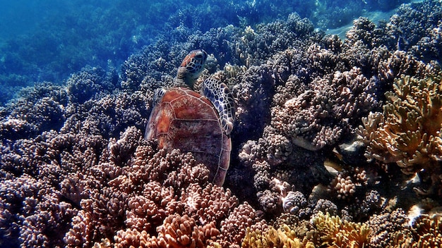 Foto lage hoek van een schildpad in de zee