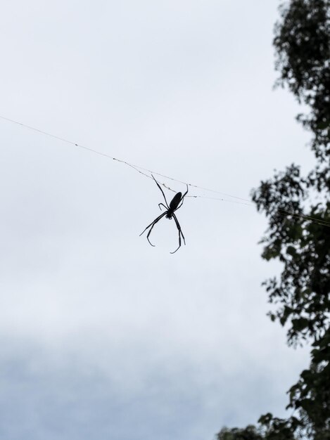 Foto lage hoek van een spin op het web tegen de lucht