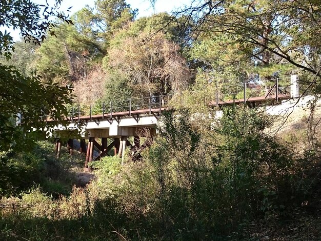 Foto lage hoek van een spoorwegbrug omringd door bomen in het bos