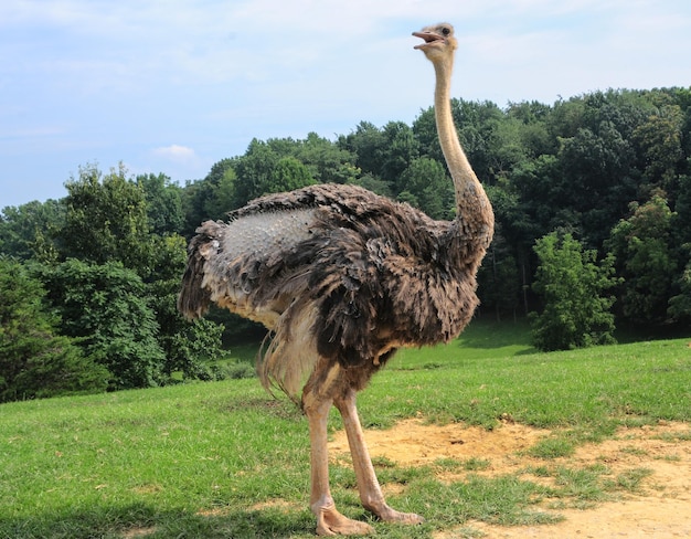 Lage hoek van een struisvogel die op een heuvel tegen de lucht staat