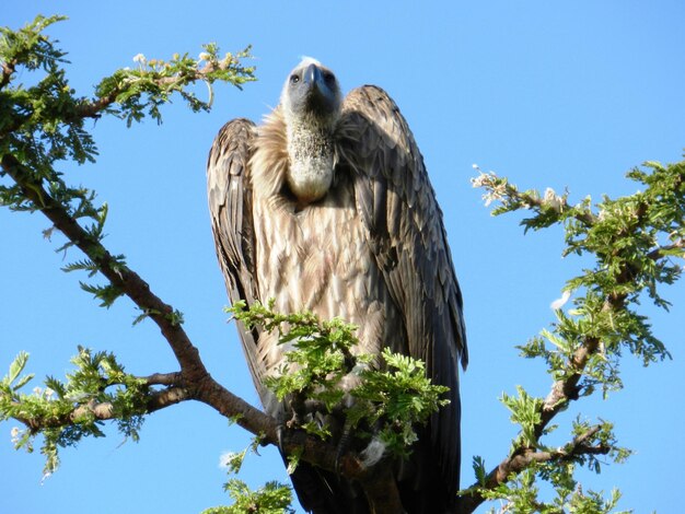 Foto lage hoek van een uil die op een boom zit