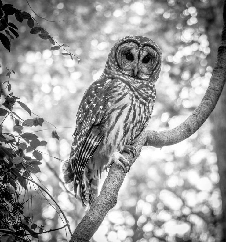 Foto lage hoek van een uil die op een boom zit