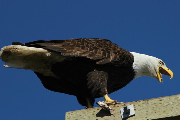 Lage hoek van een uil die tegen een heldere blauwe hemel zit