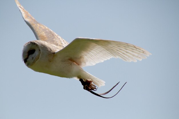 Foto lage hoek van een uil die tegen een heldere hemel vliegt