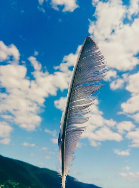 Foto lage hoek van een veer tegen de lucht