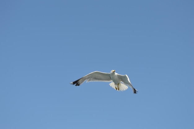 Lage hoek van een vliegende meeuw tegen een heldere lucht