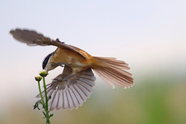 Foto lage hoek van een vliegende vogel