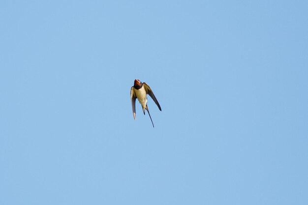 Foto lage hoek van een vliegende vogel